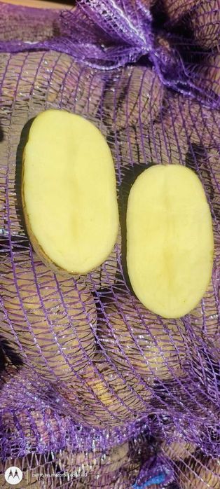 Картопля. Врожай 2025 року.Оркестра