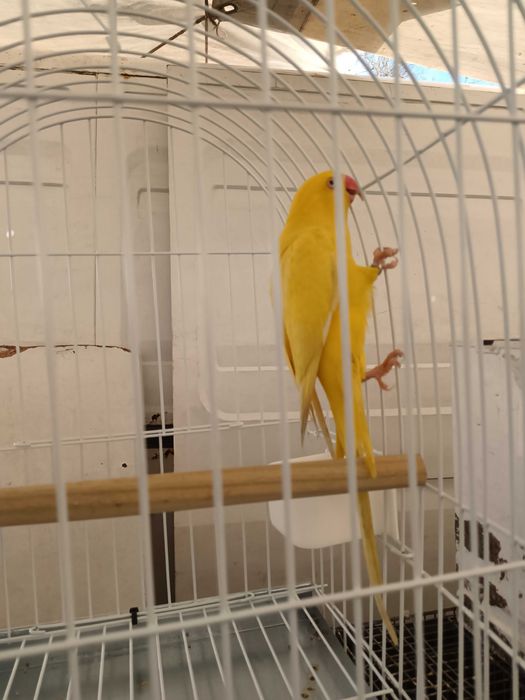 Ring neck fêmea com gaiola