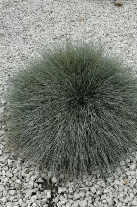 Kostrzewa niebieska sadzonki 50 sztuk