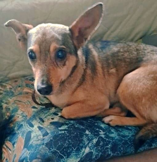 Corgi. W typie, dwie mikrosunie.