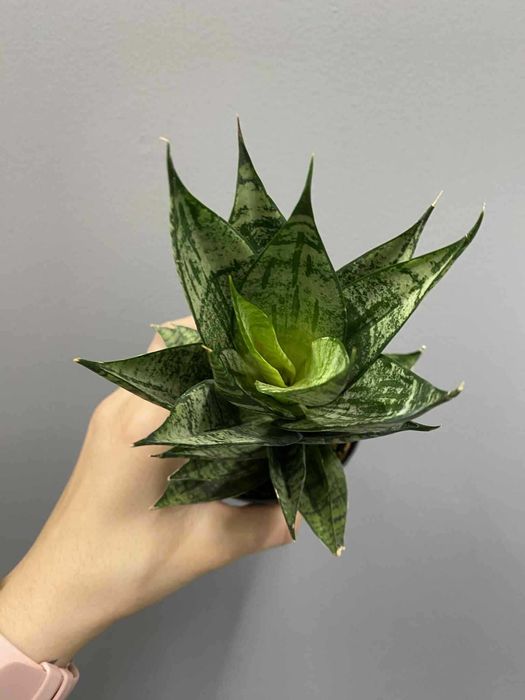 Sansevieria Erlandel Crown Sansewieria Doniczka 9 cm