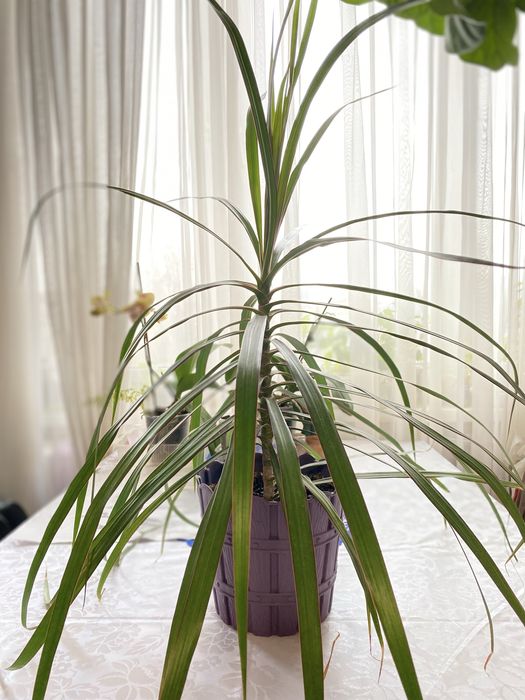 Драцена . Комнатные растения