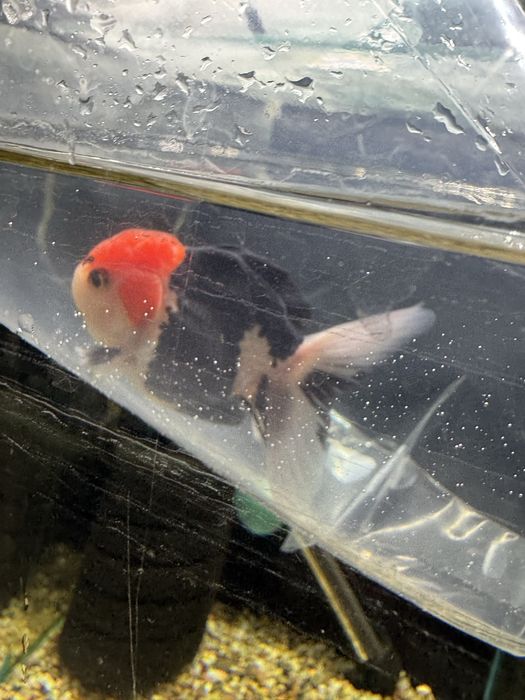 Welony Oranda, oraz teleskop, zimnowodne, do oczek wodnych i akwarium