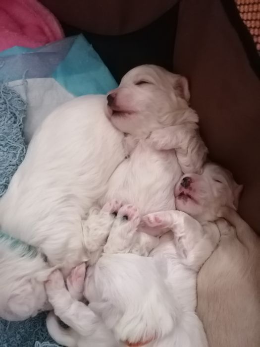 Piękne maltanczyki z rodowodem