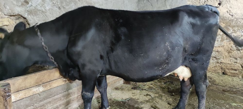 Продам глубоко стельных коров на хозяйство!