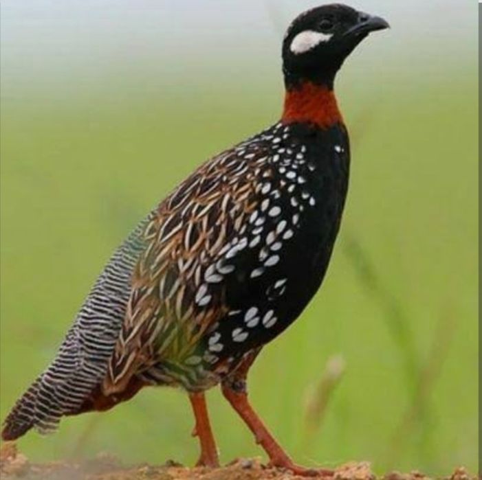 Faisões disponíveis