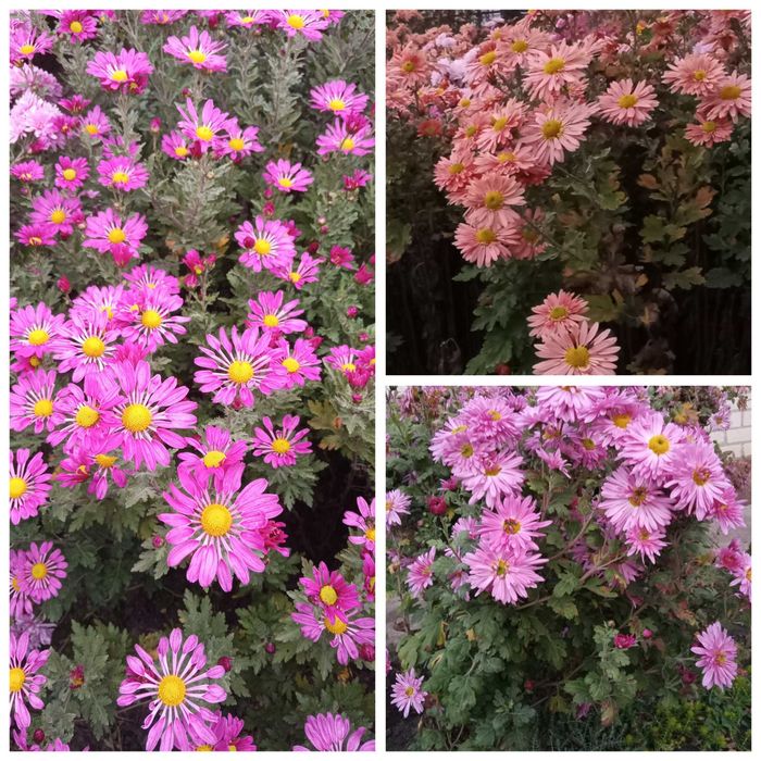 Хризантема корейка