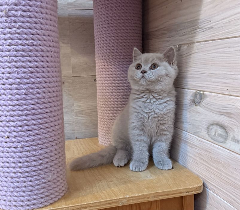 Menina british shorthair lilac