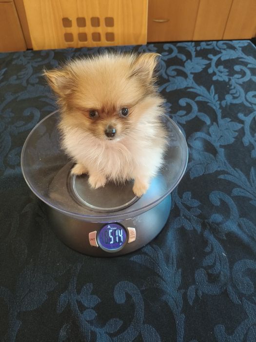 Spitz alemão menino mini