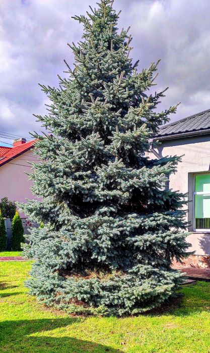 Ялина голуба. (Picea pungens 'Glauca')
