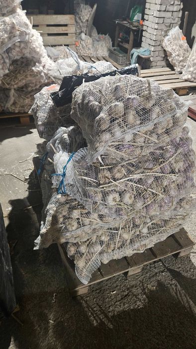 Czosnek Harnaś 6,5 cm-7,0 cm 60 szt