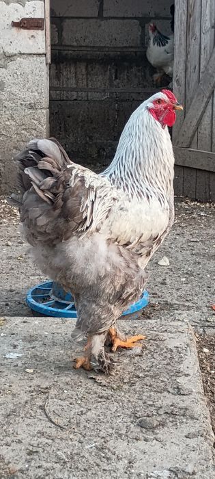 Брама брами інкубаційне яйце  кури курка курині яйця