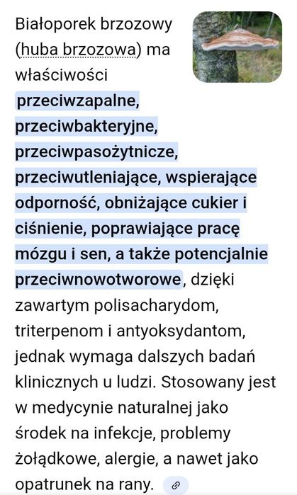 Sprzedam bialoporek brzozowy.