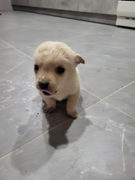 Собачки маленькі