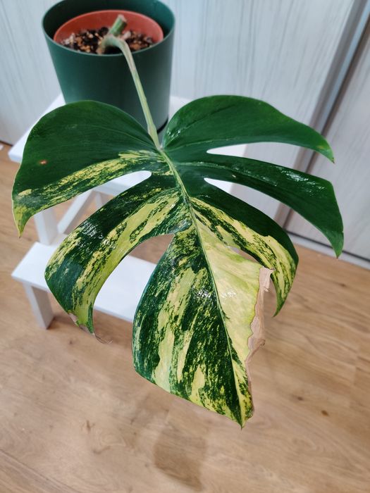 Base de planta mãe de monstera aurea