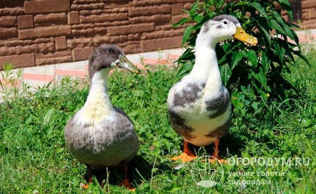 Инкубационное яйцо утки голубой Фаворит