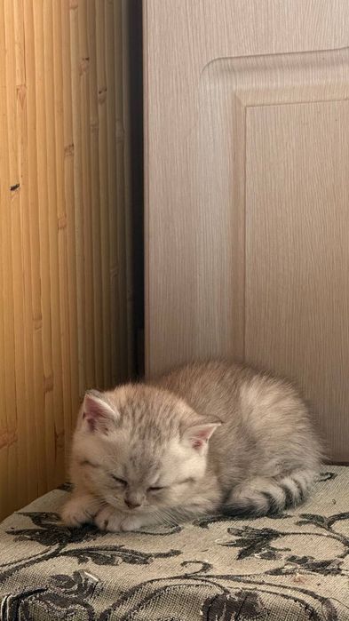 Чистокровний британець