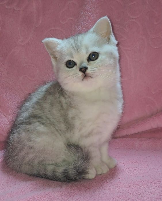 Шотландская кошечка вискас