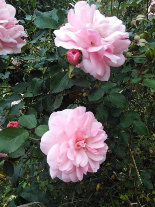 Blue Spruce седум