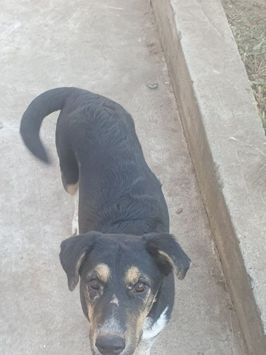 Подросшие щенки, ищут свой новый дом.