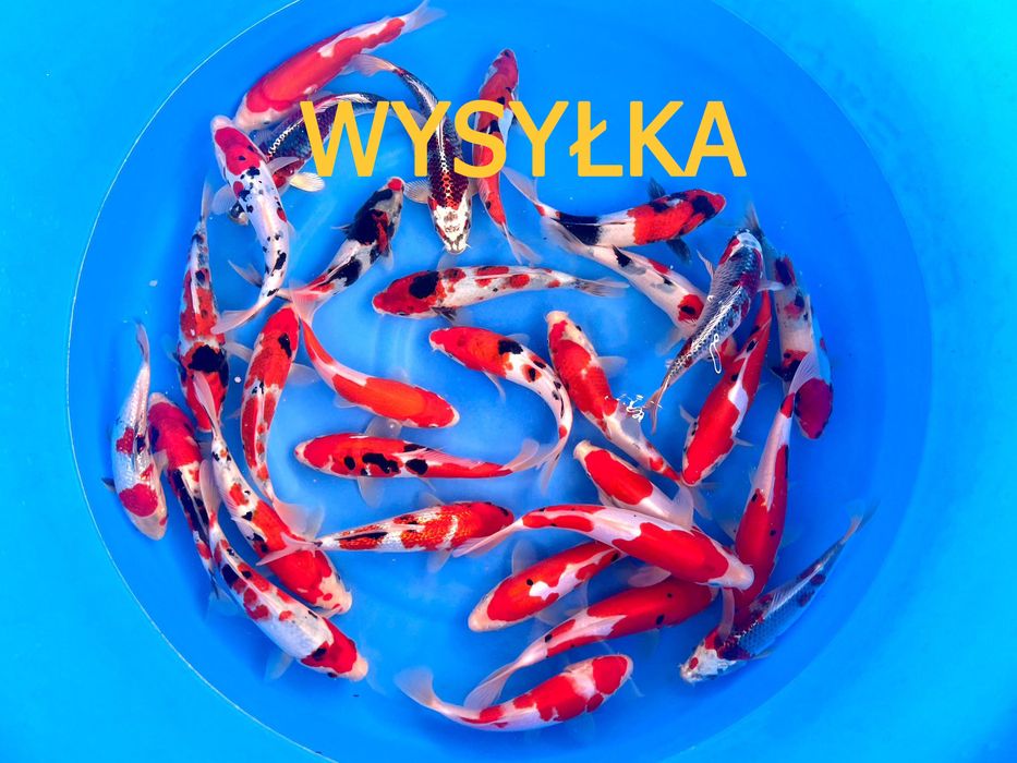 Piękne Karpie koi Butterfly - WYSYŁKA Szczecin