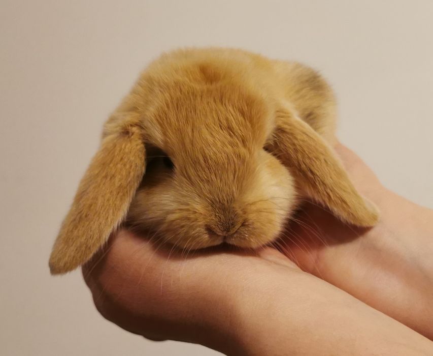KIT Coelhos anões mini lop(orelhudos) belier muito dóceis