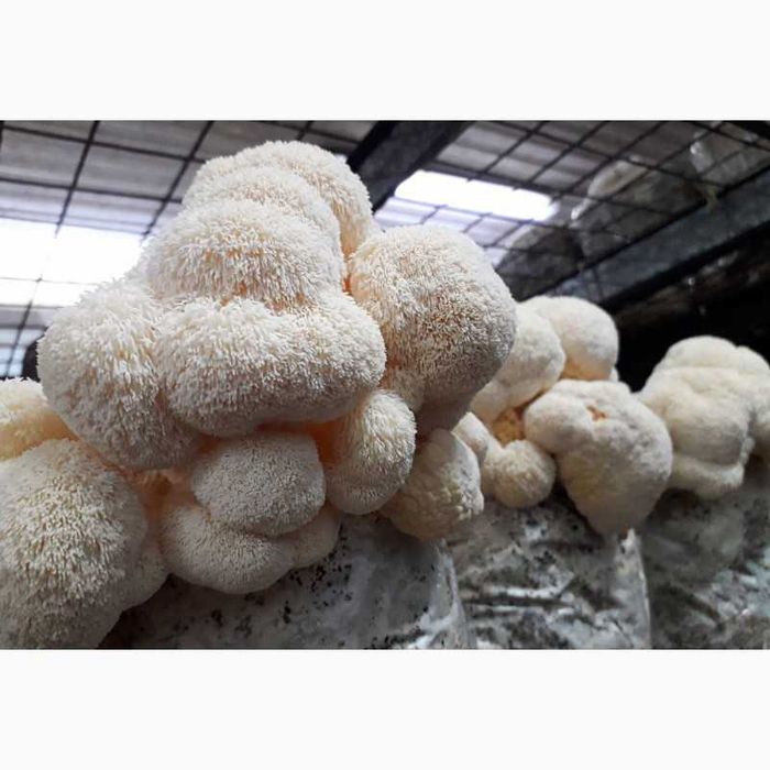 Ежовик гребенчатий. Геріций ( власне виробництво) 100грам -400грн