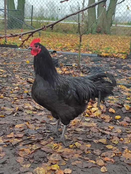 Australorp,legbar, araukany kogut