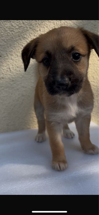 Cães bebés para adoção responsável