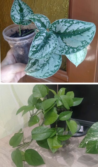 Сциндапсус Треби и лиана ( без названия)