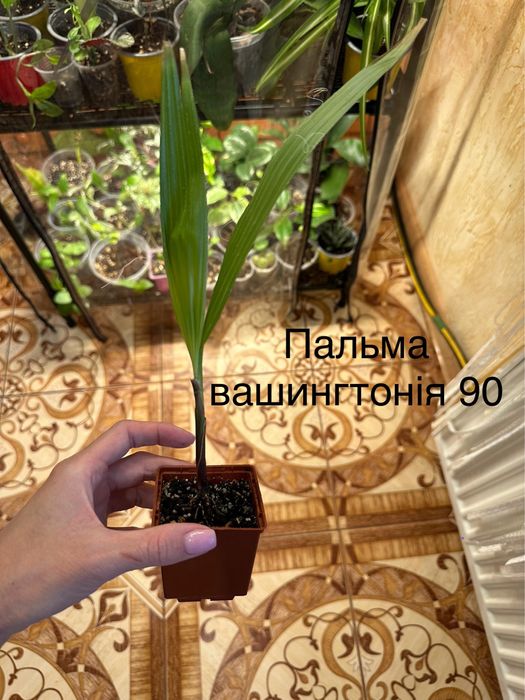 Розпродаю свою колекцію квітів