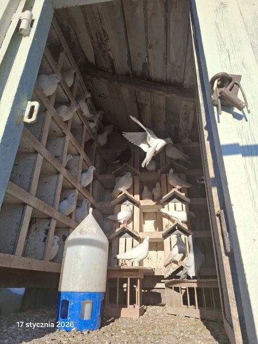 Lot gołębi jasnych perłowych.