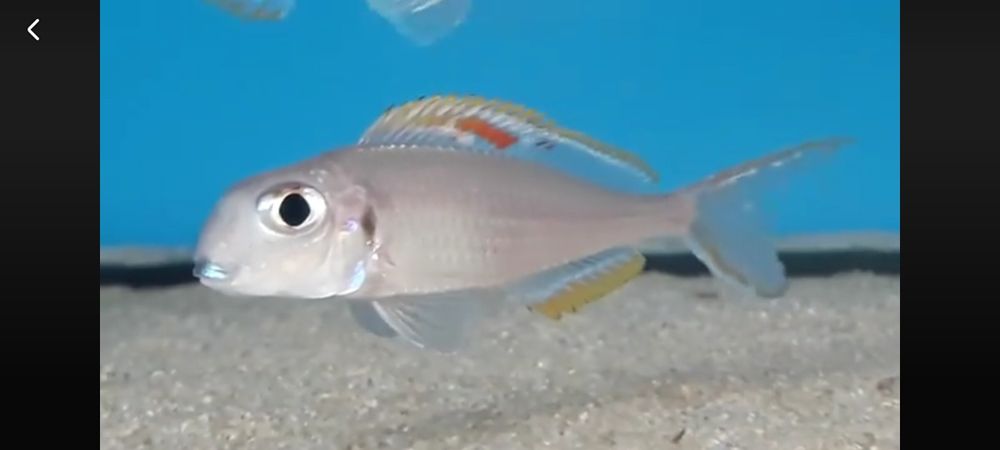 Xenotilapia nigrolabiata Red Princess