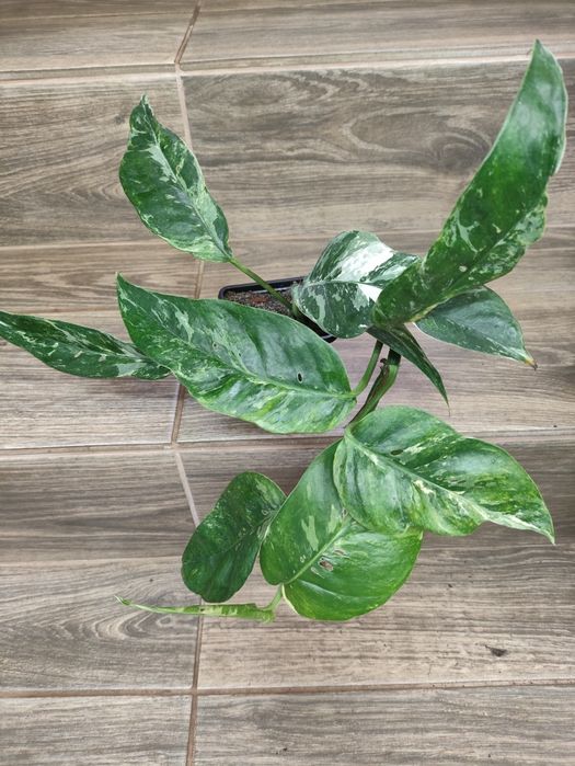 Epipremnum pinnatum variegata