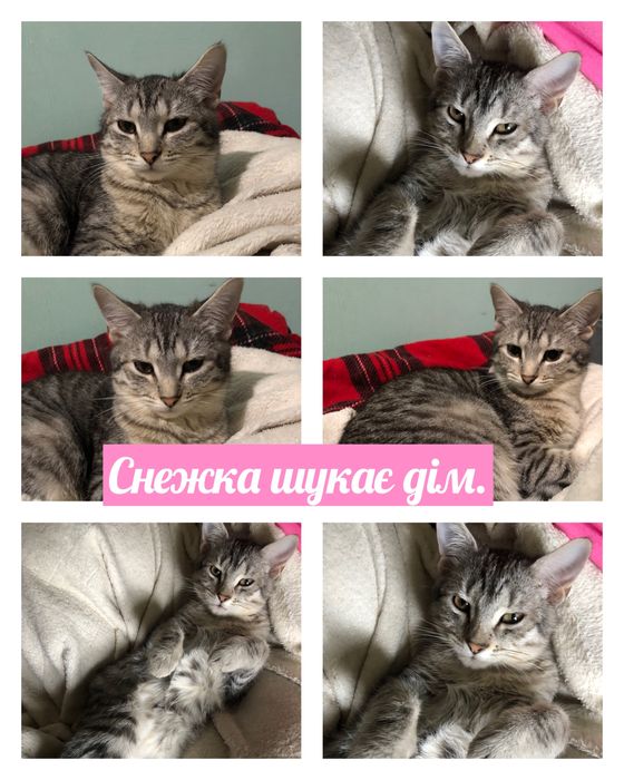Котики і цуценя шукають дім