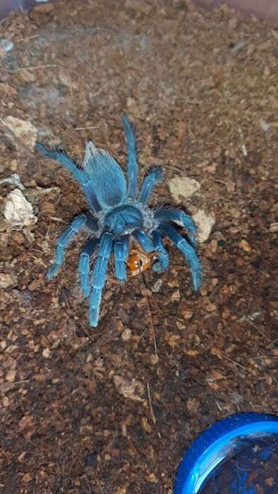 aphonopelma seemanni 2dc samiec