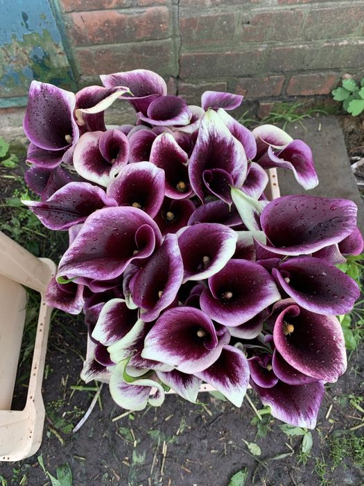 Кала зентадеская