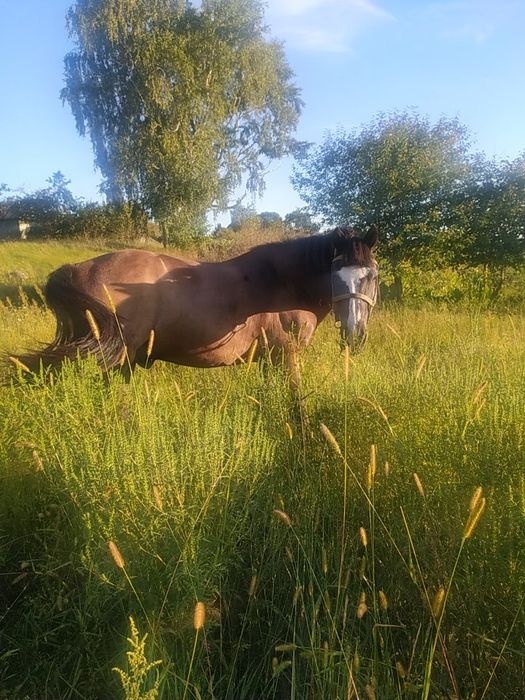 Продам коня 10років