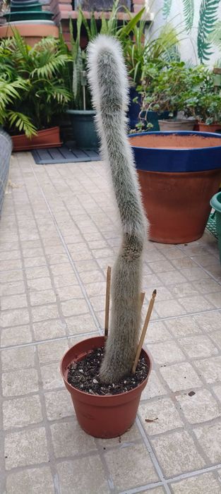 Planta Cacto cabeça de velho (tocha de prata)
