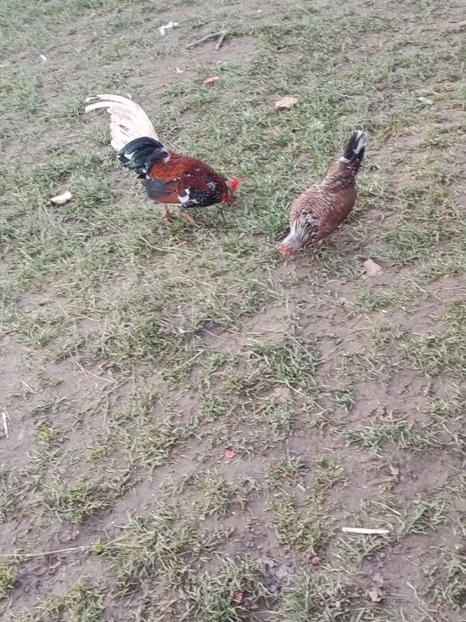 Продам парочку американських курей