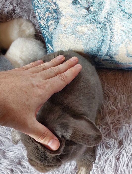 У Києві! Вивідок NHD, Нідерландський карликовий висловухий кролик