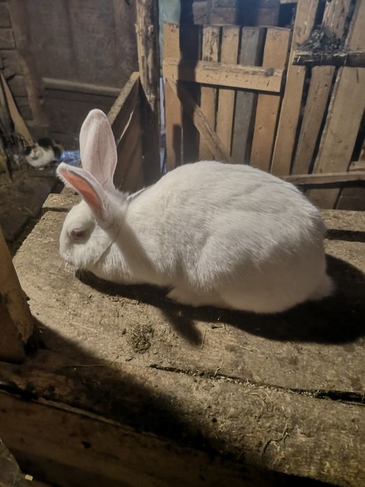 Термонський Білий.