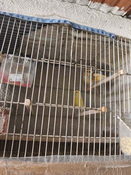 Vendo Canários Machos e Fêmeas