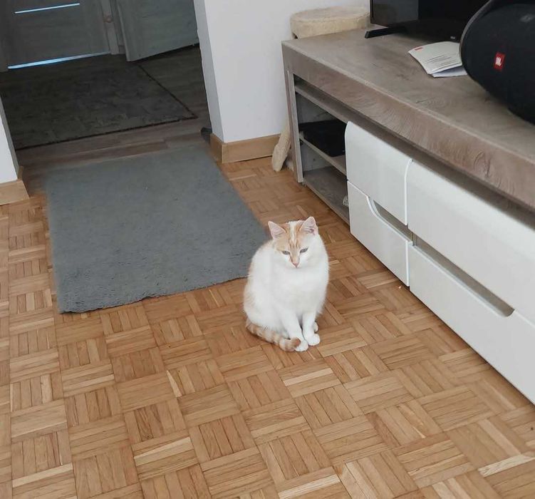 Piękna Fionka szuka domku