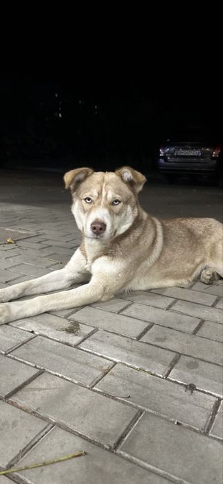 СРОЧНО пропала собака район лука / барановка