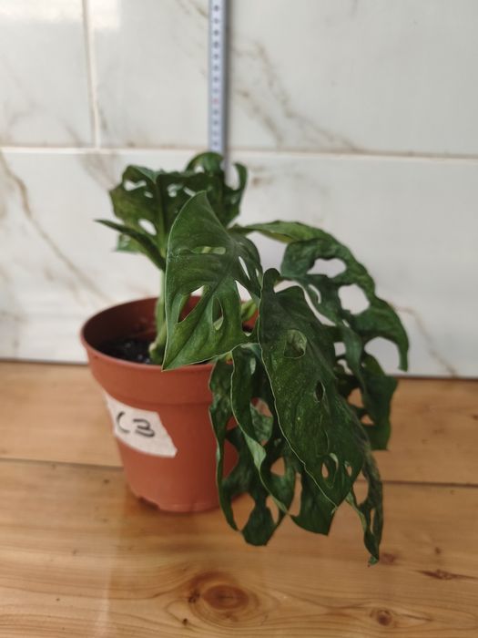 Lote de plantas monsteras variagatas