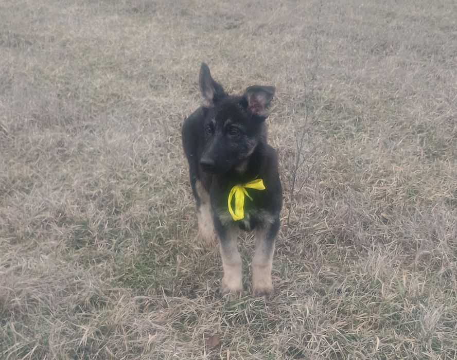 Щенки восточно-европейской овчарки