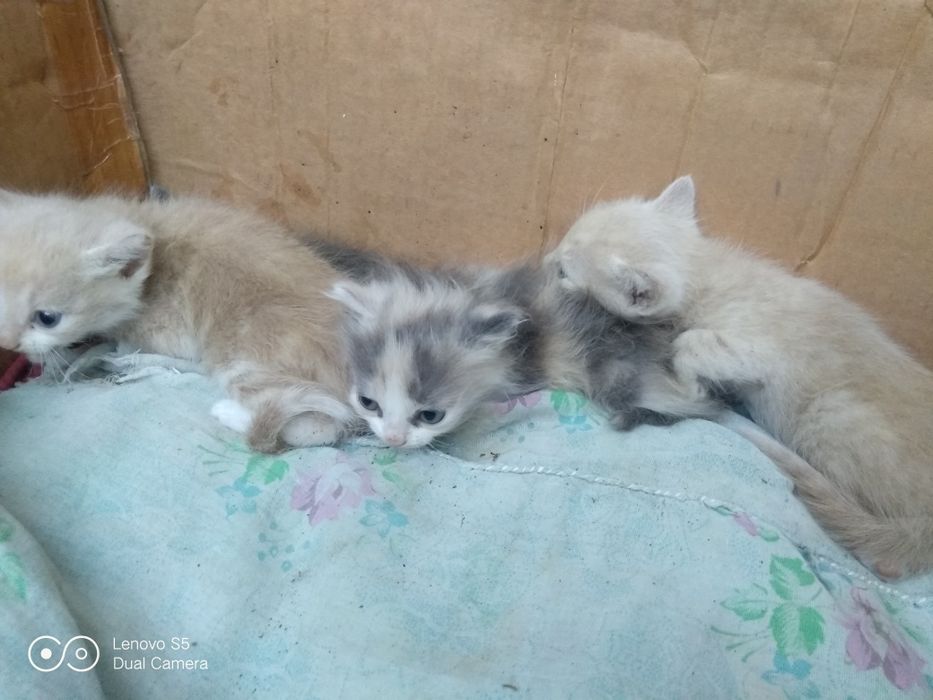 Отдам котят в добрые,хорошие руки.