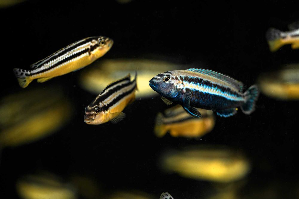 Melanochromis auratus pyszczak złocisty malawi