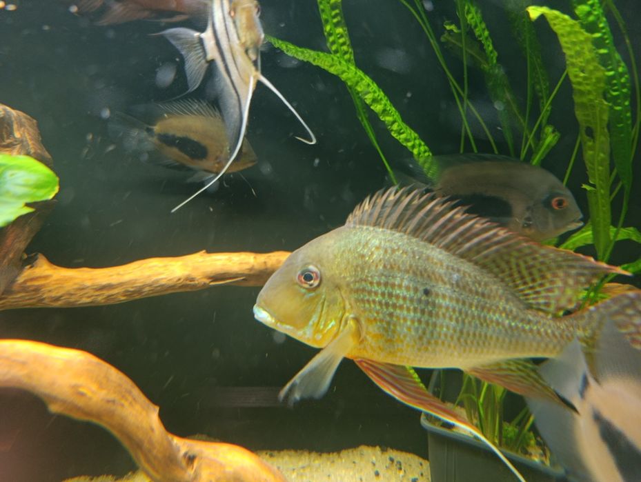 Geophagus altifrons Rio Negro